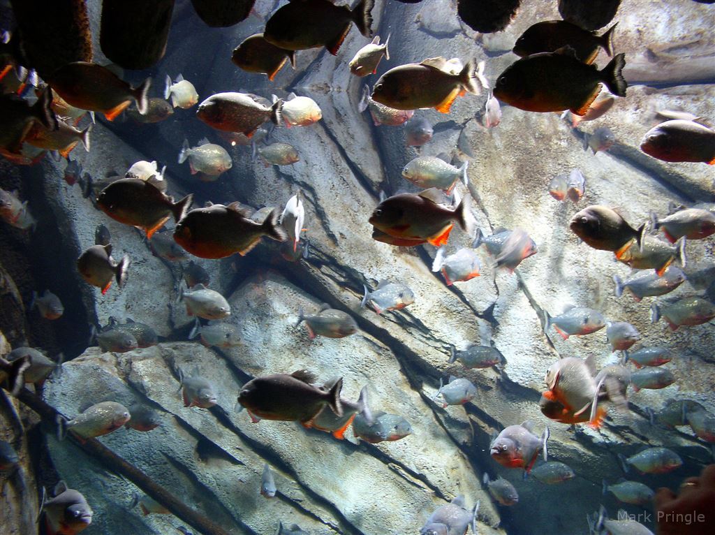 School Of Fish At The Georgia Aquarium