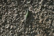 A Lizard On The Amalfi Coast