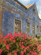 Blue House Pink Flowers