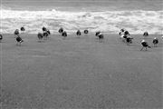 Figueira Da Foz Beach And Birds