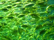 Fish At The Georgia Aquarium