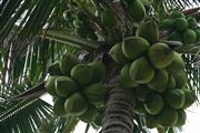 Green Coconuts In Cancun