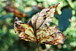 Brown Leaf In The Fall