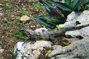 Lizard In Cancun Mexico