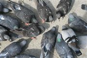 Pigeons In St Marks Square 