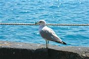 Seagull In Chicago