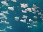 Stingrays At The Georgia Aquarium