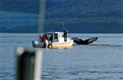 Whale Watching In Juneau