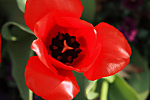 Red Flower