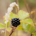 Winter Berry