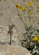 Lazy Lizard