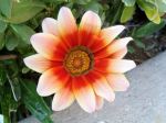 Splash Of Color