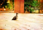 Stand Alone