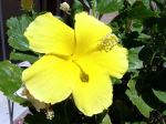 Yellow Hibiscus 