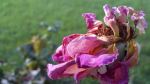Flowers End