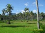 Coconut Trees