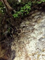 Tree Roots