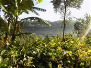 Farm In The Rural Areas