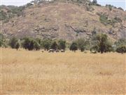Wild Beasts And Their Habitat