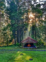 Morning Sun On Forest Campsite 