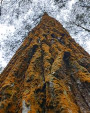 Old Pine Tree