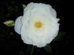 White Rose