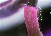 Dew Pearls