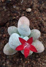 Flower Fallen Over A Succulent