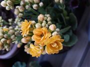 Flowers Of Kalanchoe