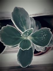 Leaves Of Kalanchoe