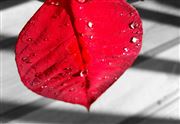 Red Leaf