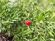Twin Of Tomato