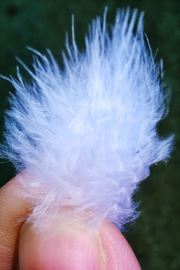 Feather