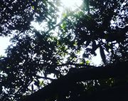 A Ray Of Sunlight Upon The Leaves Of A Tree