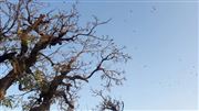 Autumn View