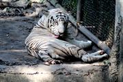 Bengal Tiger