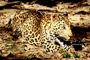 Panther