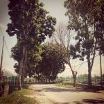 A Roadside View