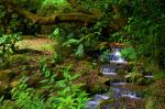 The Small Creek, Water Runing In The Forest