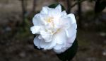 White Flower In The Garden