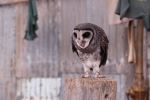 Owl In Light