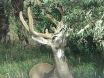 Buck In The Backyard