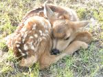Fawntastic