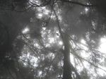Foggy Day