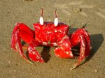 A Crab Shows His Antennae..