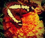 Natural Beauty Butterfly