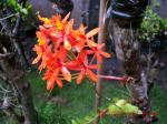Blooming Orchid 