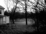 Fog In The Forest At Dusk