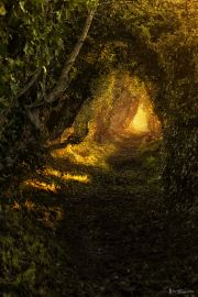 Path Into The Sunlight