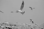 Birds Life